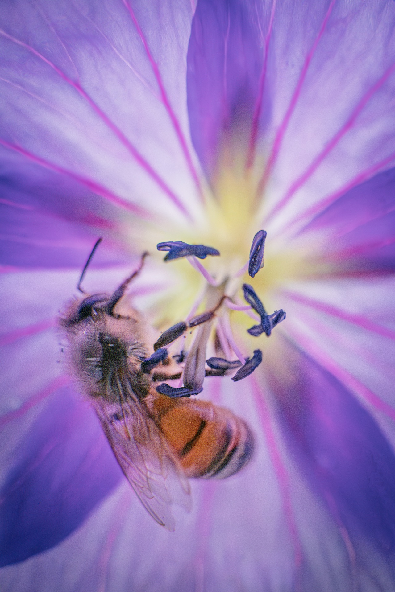 Bee deep inside purple morning glory